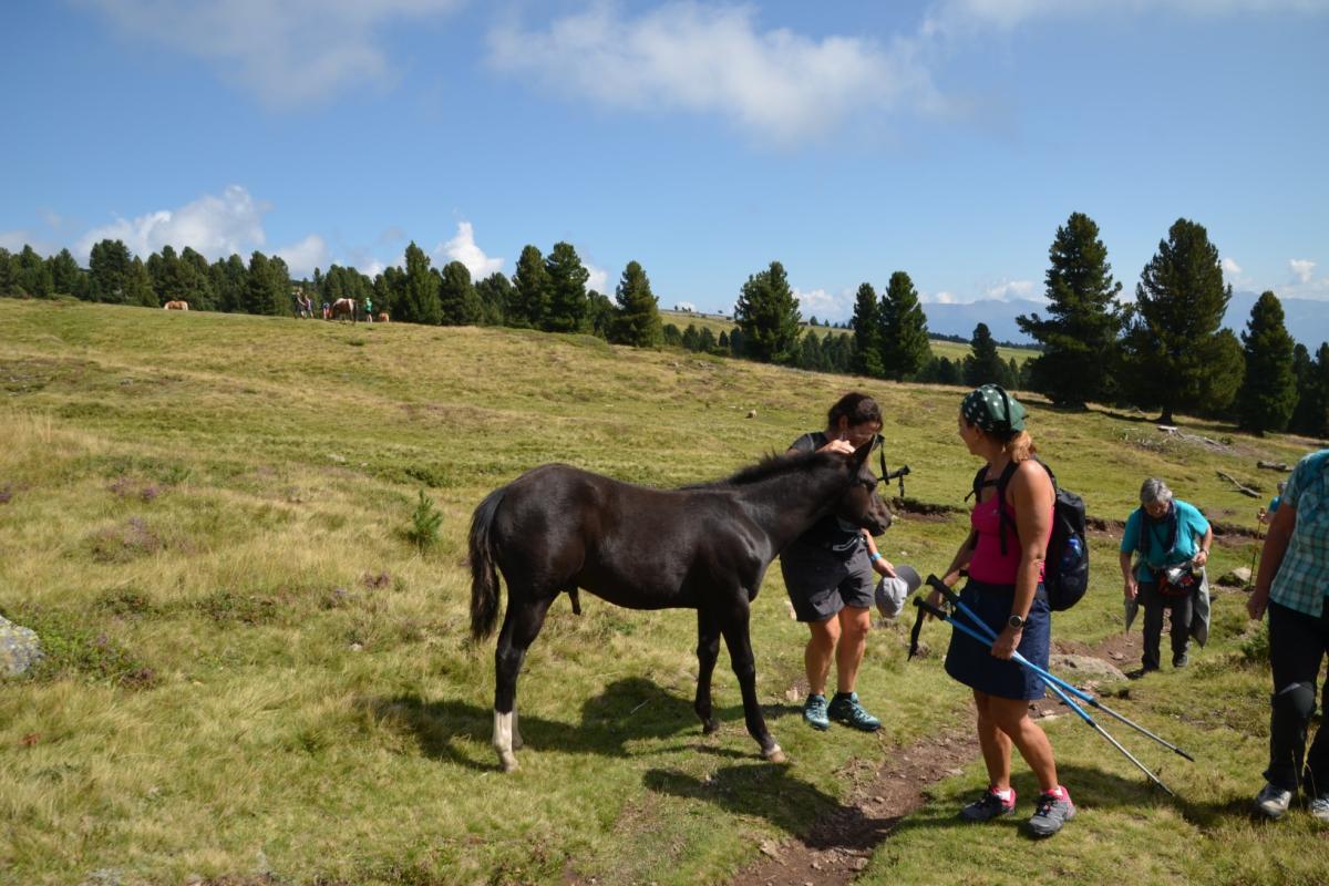 Latschenoelbrennerei 27.08.2019